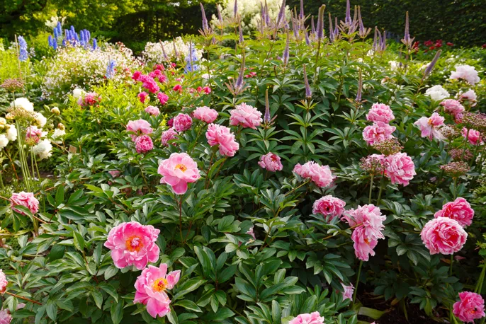 Blühender frühsommerlicher Flor im Schmuckstaudengarten